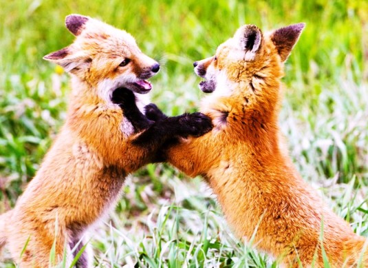 Two Fox Kits Playing Photo_tgooch0020