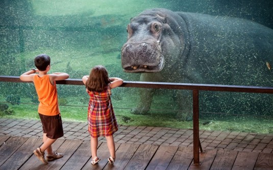 hippo and kids