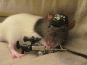 police-rat2